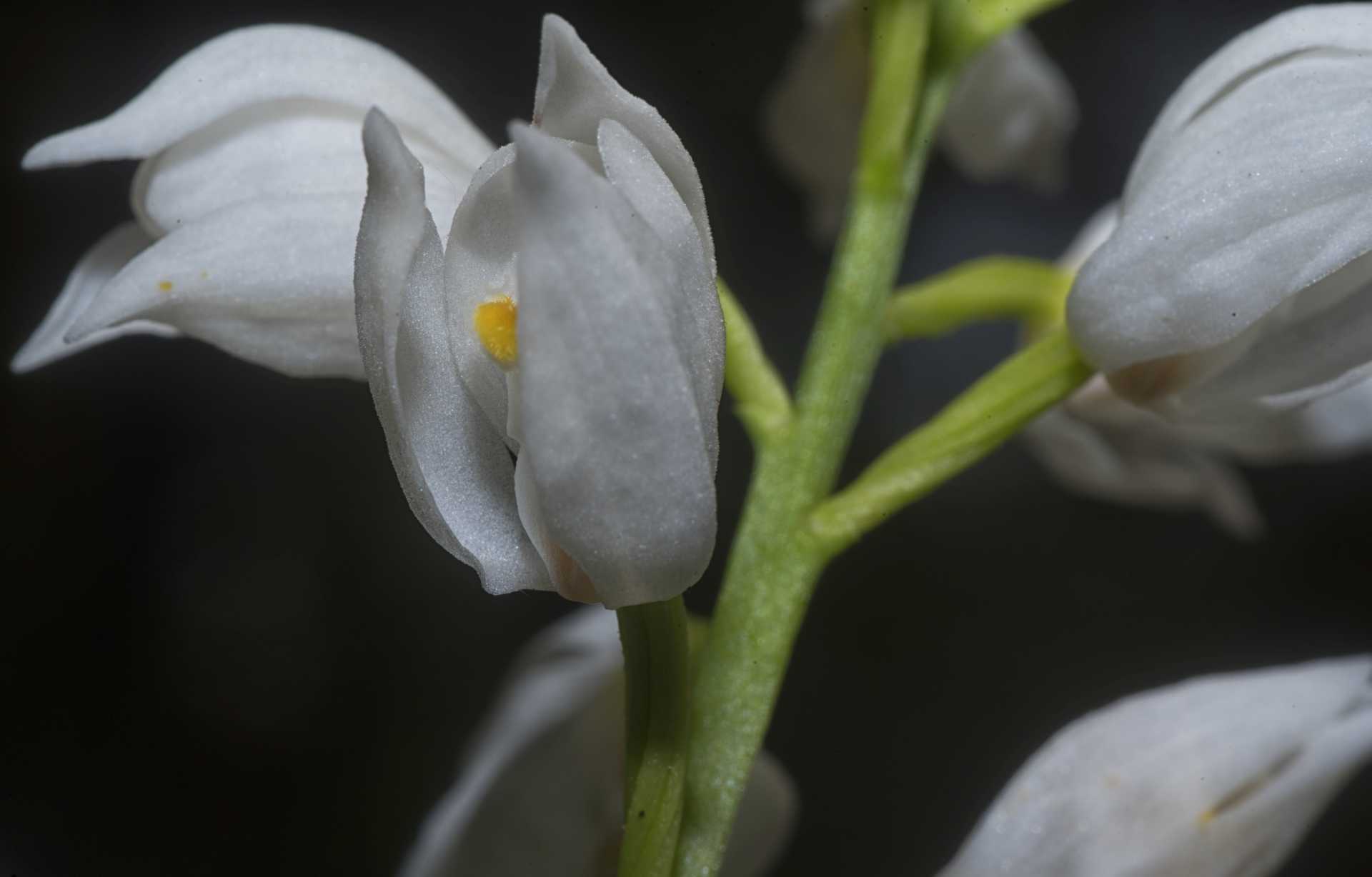 La Cephalanthera longifolia, l''orchidea che fiorisce dopo 11 anni